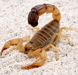 Controle de Escorpiões em Osasco