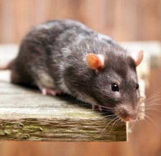 Controle de Ratos e Roedores em Osasco