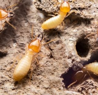 Descupinização em Osasco