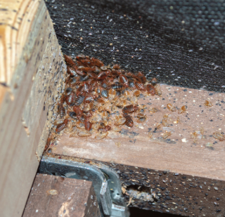 Controle de Percevejos em Osasco