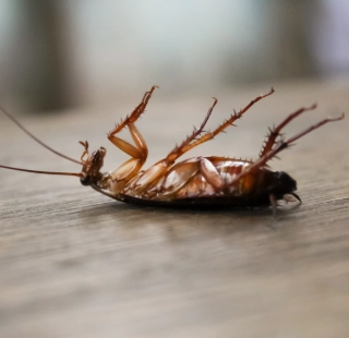 Dedetização de Baratas e Formigas em Osasco